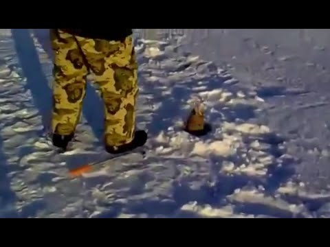 Петрович поймал чудо рыбу!