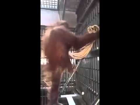 Орангутан запилил себе гамак