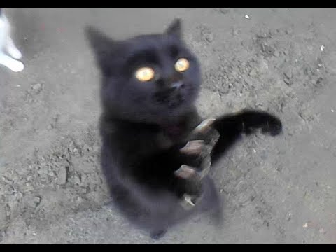Симпатяга черный кот
