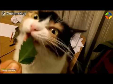 Кошка ест коноплю