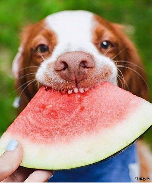     Dogs Dog eat watermelon - YouTube